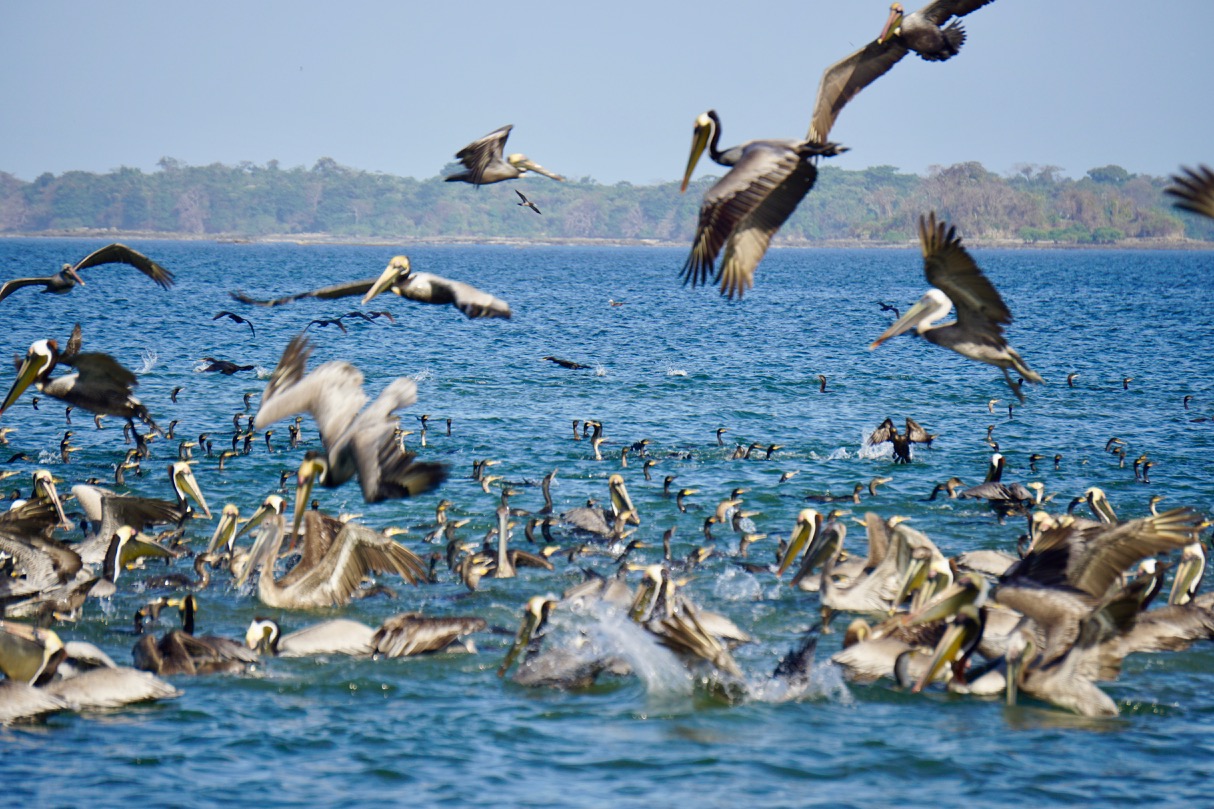 A Sea of Birds and a Round-the-World Regatta – photo 3