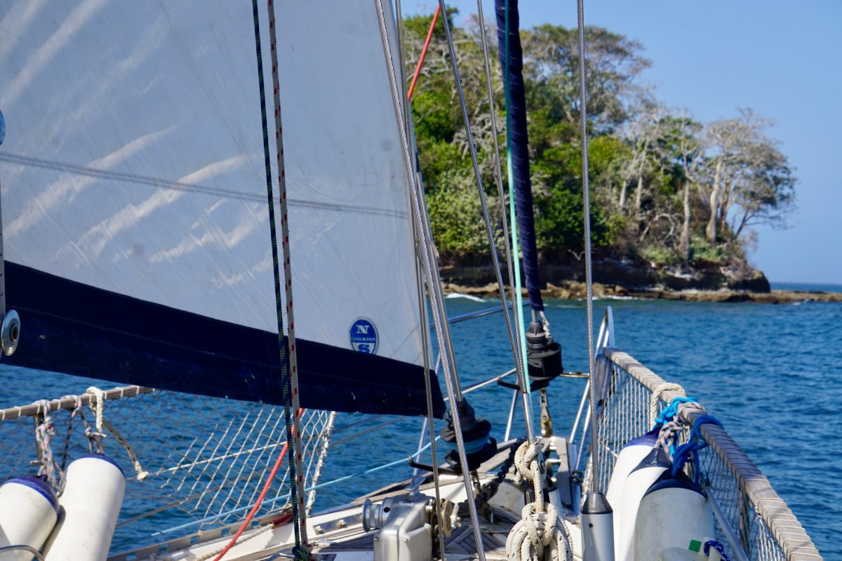 A Sea of Birds and a Round-the-World Regatta – photo 5