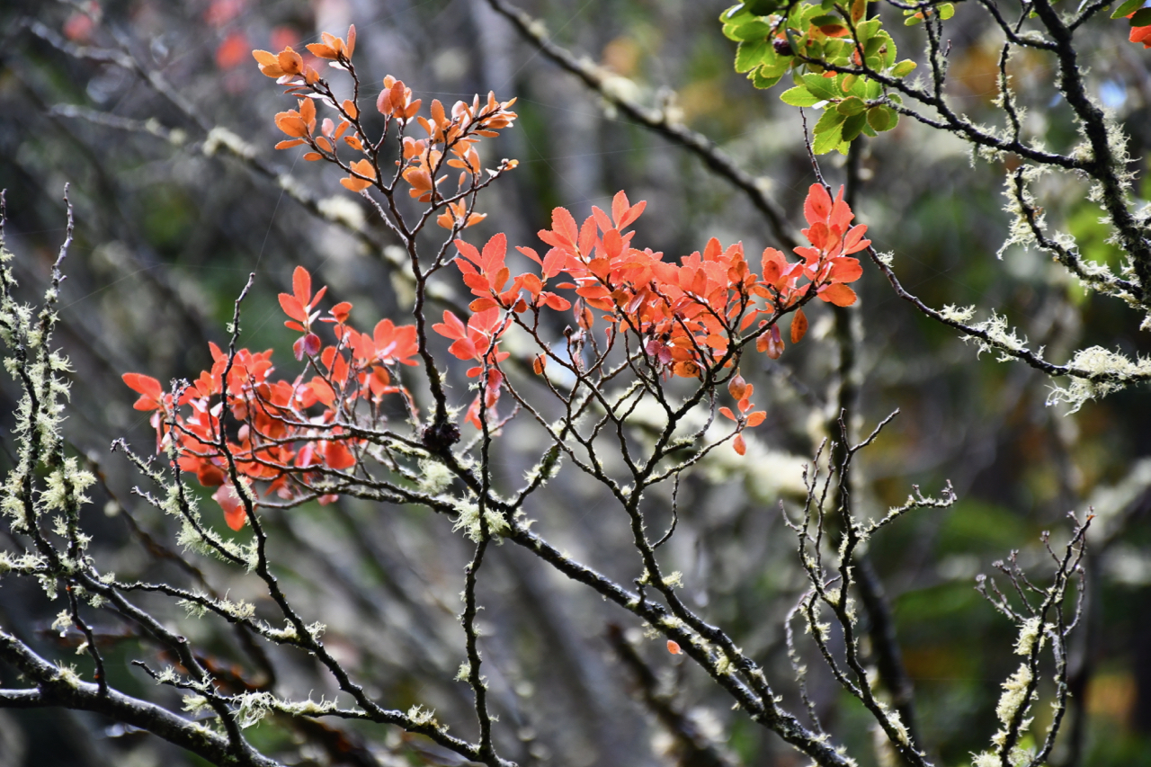 + Backpack – Wallet = Tierra del Fuego. Real Travellers’ Stories – photo 7