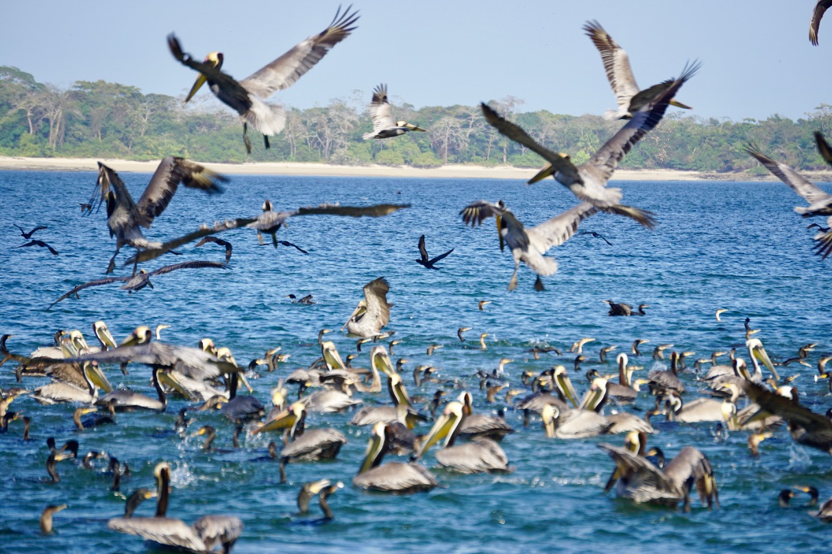 A Sea of Birds and a Round-the-World Regatta – photo 6