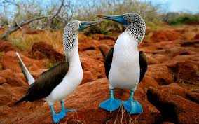 Pacific Ocean Expedition Plan – photo 8