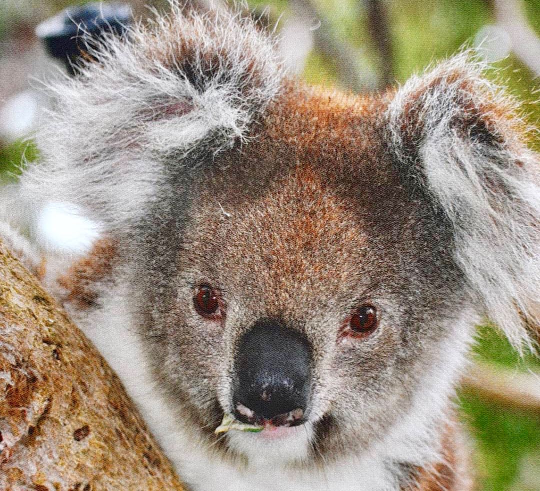 Koalas, Aboriginal People, and the Primal Instinct – photo 5