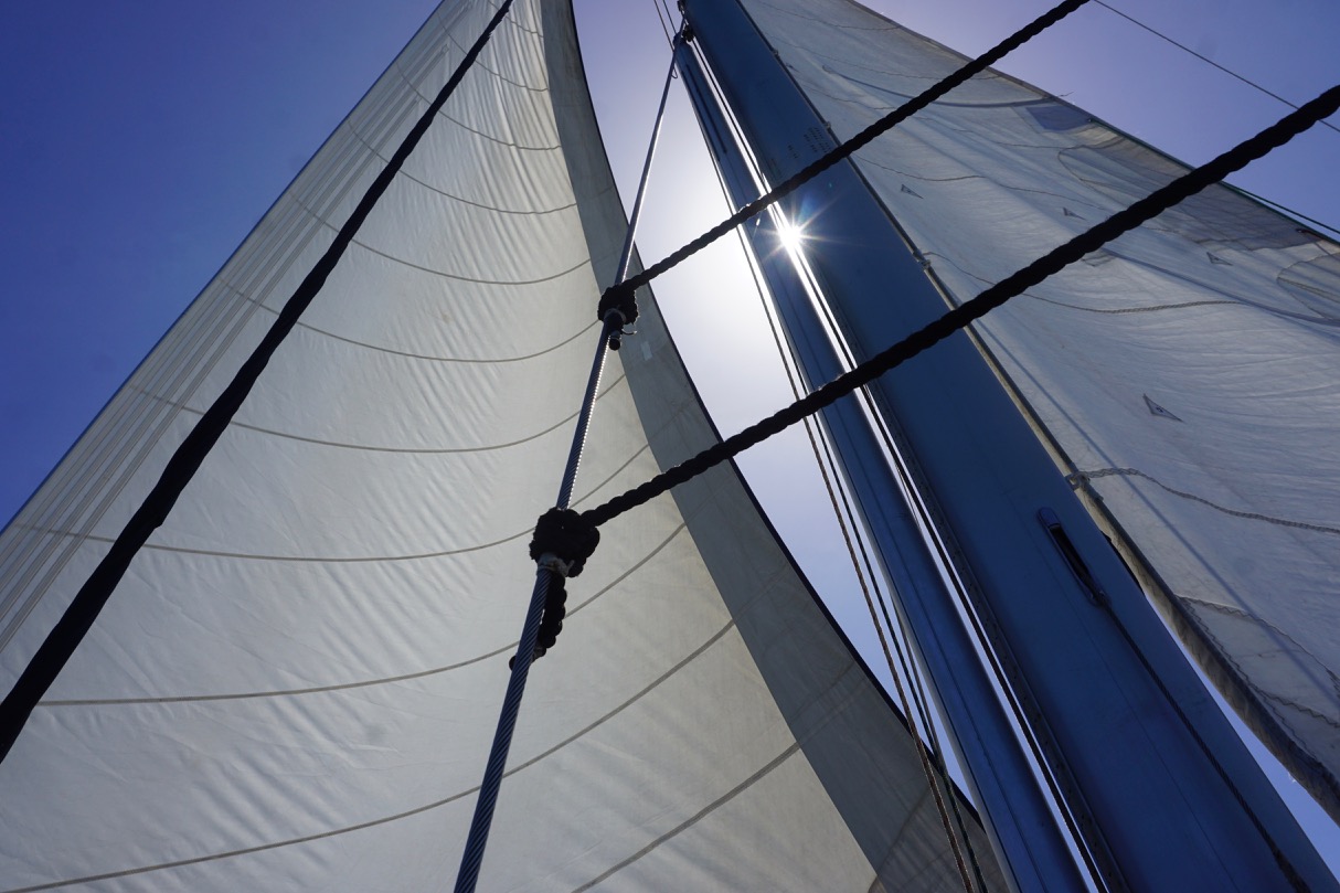 A Sea of Birds and a Round-the-World Regatta – photo 2