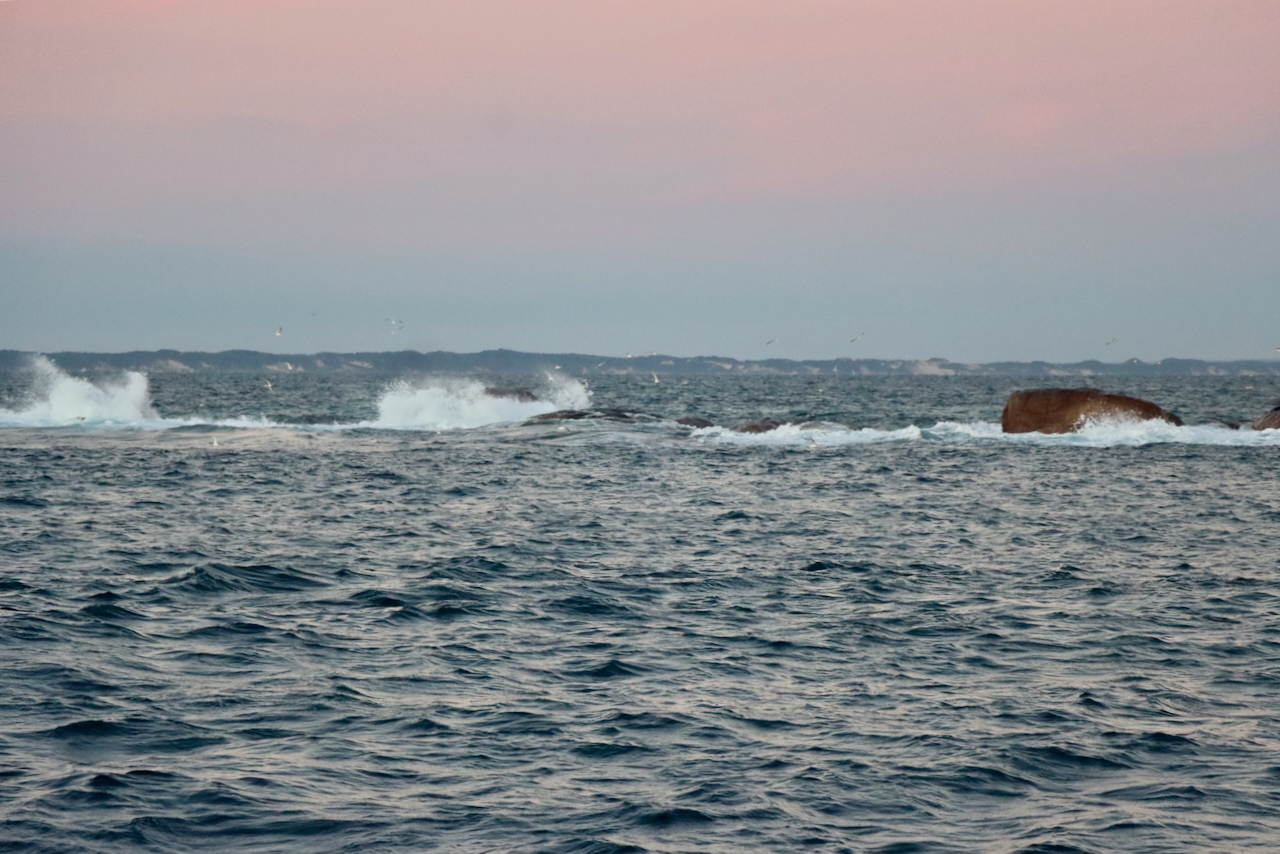 A Whale and the Expedition’s Final Interim Tally – photo 5