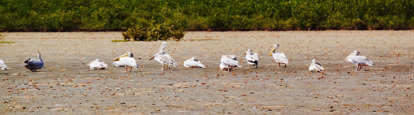 Пеликаны на отдыхе. Острове в реке Салум