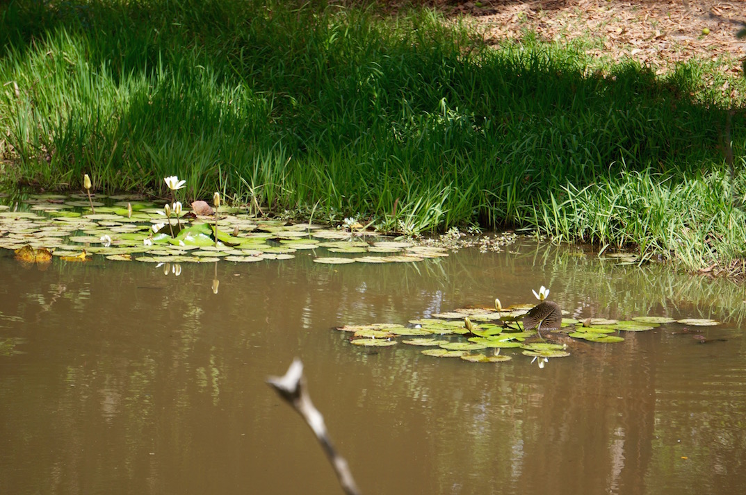 Озеро с крокодилами. Крокодилы в национальном парке прячутся