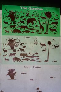 Исчезновение видов. Гамбия
