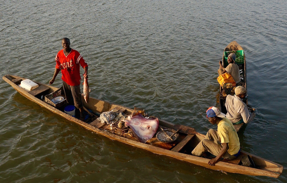 Улов в реке Гамбия, в100 километрах от океана