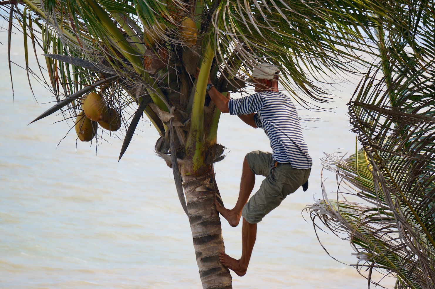 Добыча кокосов для нужд экипажа, изголодавшегося в трансокеанском переходе