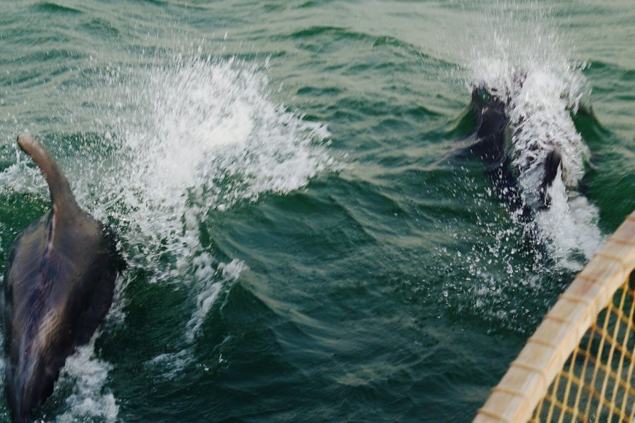 Дельфины в Атлантическом океане. Яхта. Кругосветка на яхте