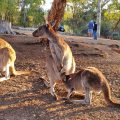 кенгуру в карантине