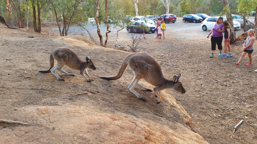 Погода зверей 1. Кенгуру захватили городок в Австралии. Кенгуру в Австралии в человеческих дворах. Kenguru Cruiser 2012 года.